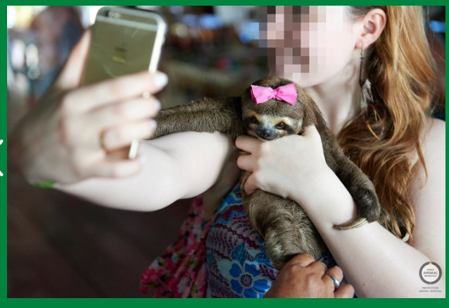 stopanimalselfies001