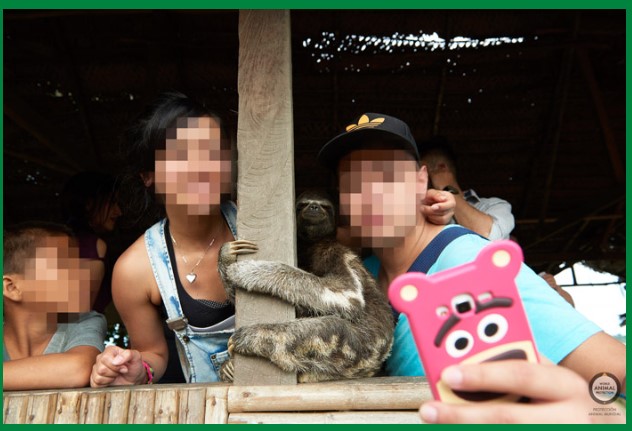 stopanimalselfies002